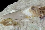 Otodus Shark Tooth Fossil in Rock - Eocene #111044-2